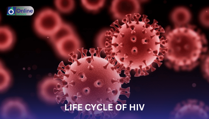 Lesson 05:The Life Cycle of HIV